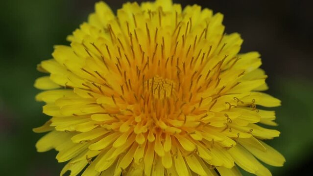 Dandelion flower. May. England. UK.
