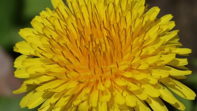 Closeup of Dandelion flower. May. England. UK.