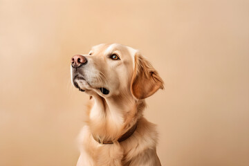 dog, cute, portrait, studio, shot, furry, animal, mammal, canine, doggy, generative AI, generative, AI, 
