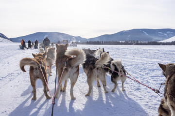 Dog sledding is a good chance to experience beautiful Mongolian winter.