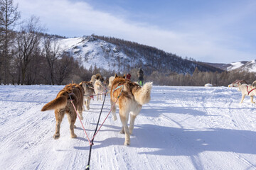 Fototapeta na wymiar Dog sledding is a good chance to experience beautiful Mongolian winter.