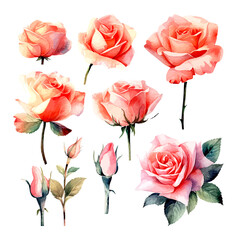 Set of rose floral watecolor. Flower pink rose, green leaves. Floral poster, invitation floral. Vector arrangements for greeting card or invitation design	