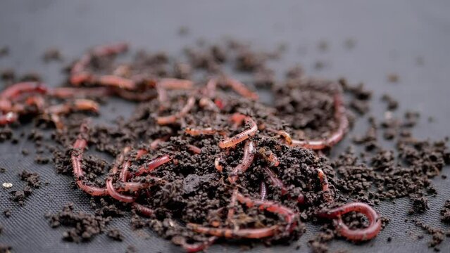 Close up Crawling Red Earthworms in Black Soil Isolated on Black Background. Slow motion. A group of wriggling earthworms in wet compost. Fishing worms. Red worms Dendrobaena. Loosening fertile soil.