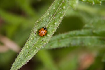 Lady Bug In the Cross Hairs