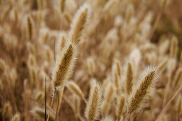 Grass Field