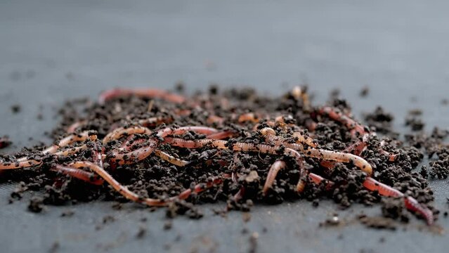 Close up Crawling Red Earthworms in Black Soil Isolated on Black Background. Slow motion. A group of wriggling earthworms in wet compost. Fishing worms. Red worms Dendrobaena. Loosening fertile soil.