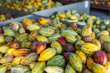 Stack of colorful ripe cocoa pod