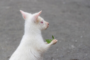 Kangaroo at zoo park in white color