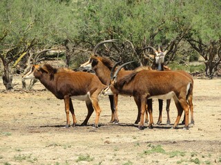 Fototapeta na wymiar antilopes