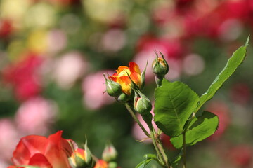 春のバラ、ふれ太鼓のつぼみ。
