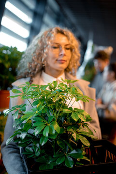 Beautiful blonde is standing in garden center and holding pot of sheflera in her hands. Scheffler's care at home. 
