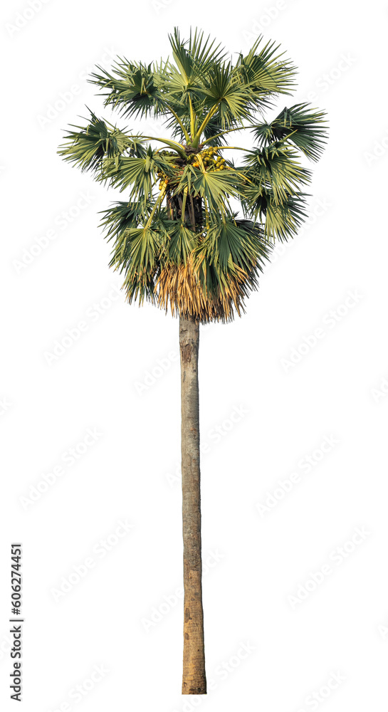 Aufkleber sugar palm isolated on transparent background with clipping path and alpha channel.
