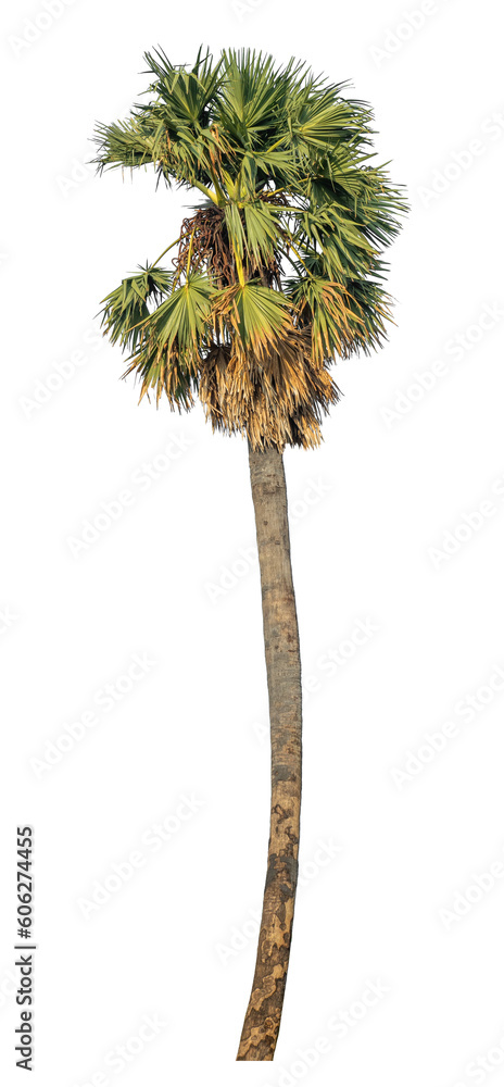 Poster sugar palm isolated on transparent background with clipping path and alpha channel.