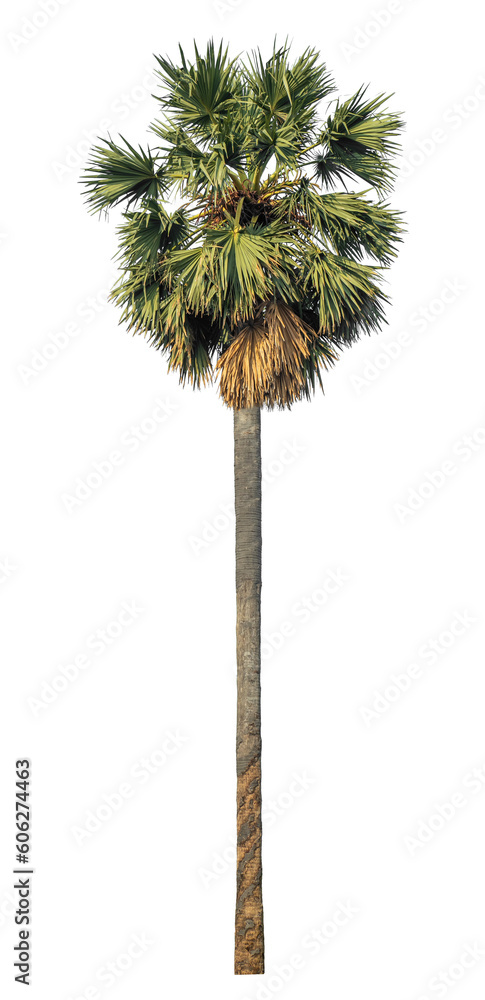 Poster sugar palm isolated on transparent background with clipping path and alpha channel.