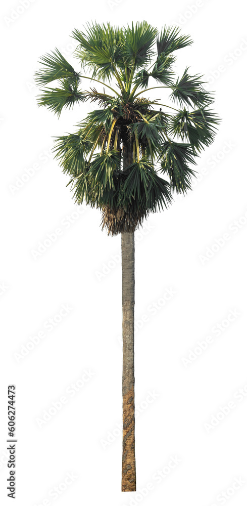 Aufkleber sugar palm isolated on transparent background with clipping path and alpha channel...