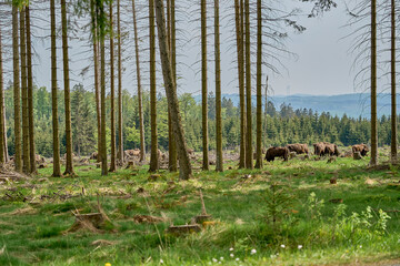 Obraz premium wild living European wood Bison, also Wisent or Bison Bonasus, is a large land mammal and was almost extinct in Europe, but now reintroduced to the Roothaarsteig mountains in Sauerland Germany.