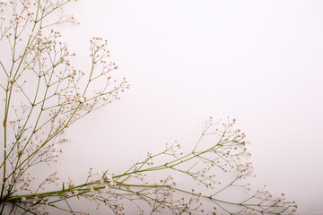 Nature frame