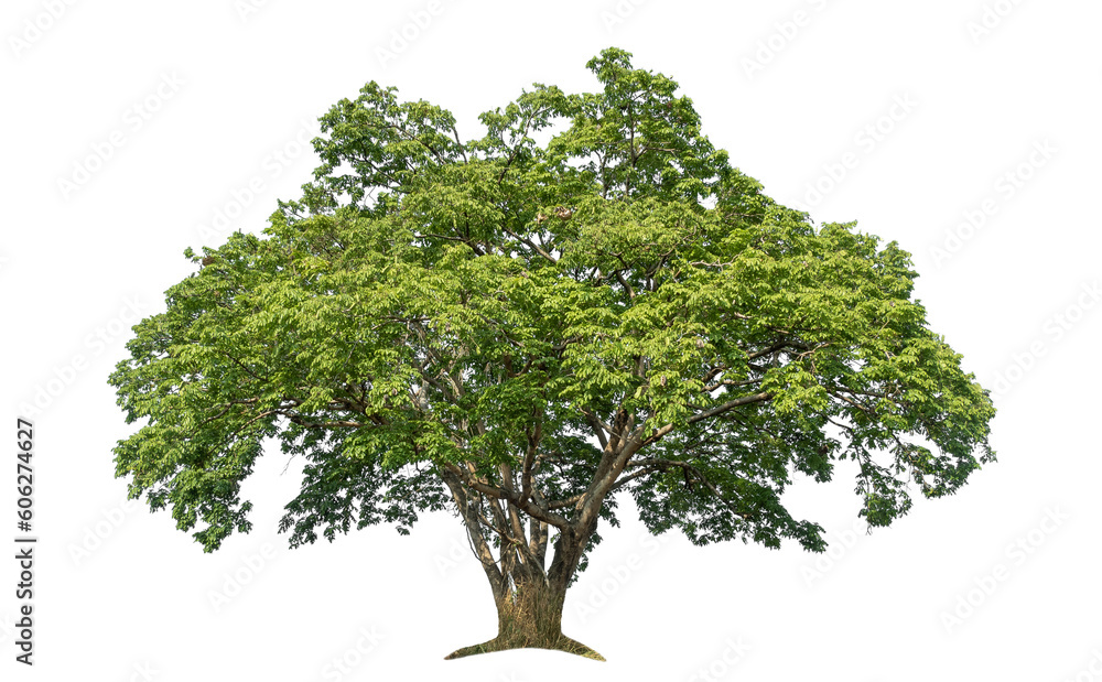 Poster Green tree isolated on transparent background with clipping path and alpha channel.