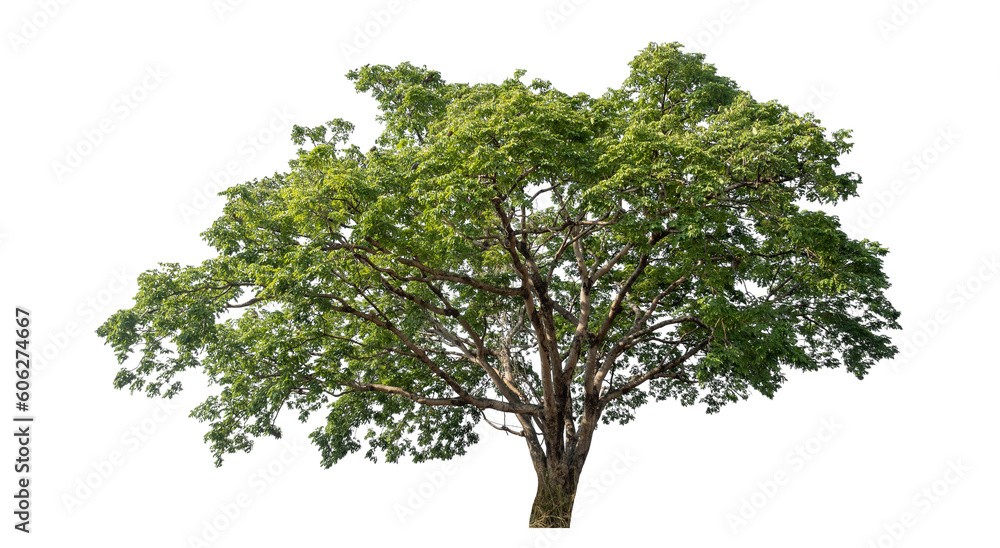 Aufkleber Green tree isolated on transparent background with clipping path and alpha channel.