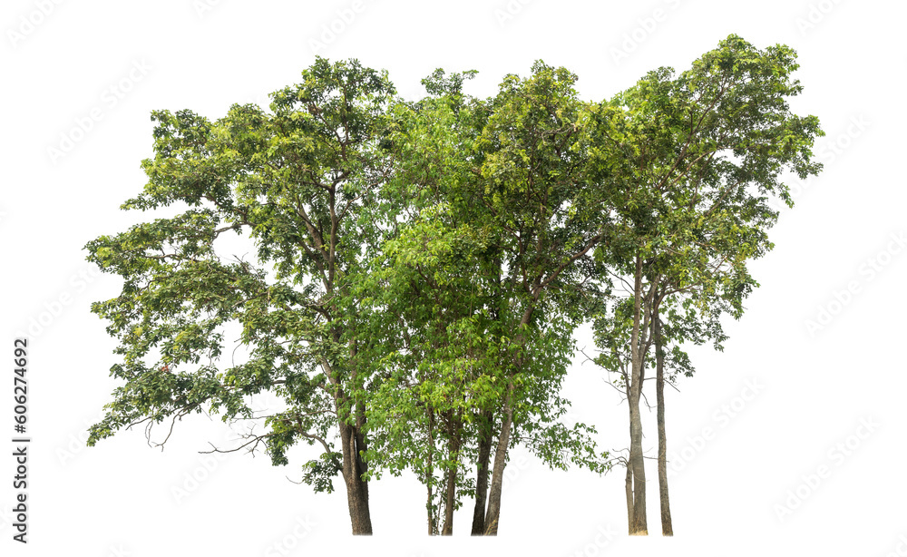 Poster Green tree isolated on transparent background with clipping path and alpha channel.