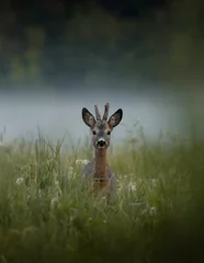 Zelfklevend Fotobehang deer in the grass © Mareks