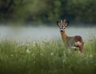 deer in the grass