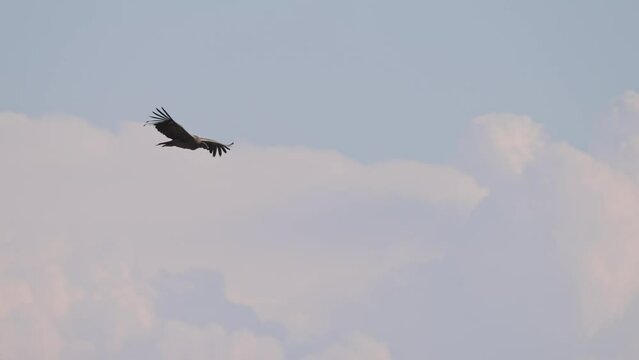 Slow motion tracking view of Andean condor bird of prey soaring, cloudy sky