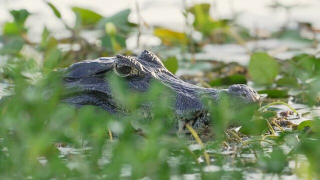 Alligator head out of water with eye above floating plant in foreground