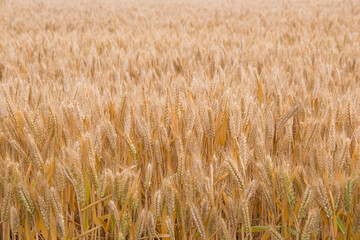 Wheat field. Ears of golden wheat  in harvest season