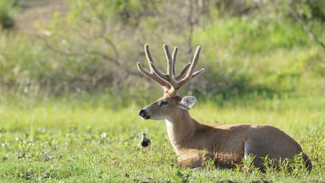 Seated swamp deer in marsh meadow flaps ears, turns head watching surroundings