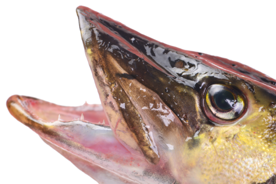 Fish pike isolated on white