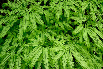 Maidenhair fern background with bright green fronds