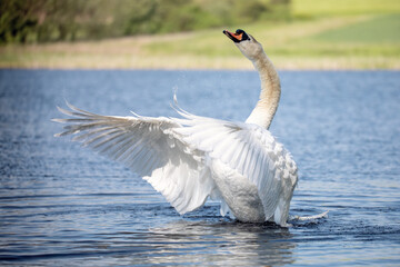 Wild bird mute swan (Cygnus olor), the male shows off and protects the family in spring on pond,...