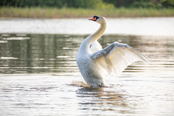 Wild bird mute swan (Cygnus olor), the male shows off and protects the family in spring on pond, Czech Republic Europe wildlife