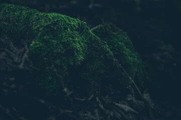 Fototapeta na wymiar Lush green forest moss