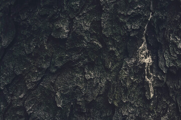 Old tree bark with resin texture