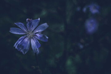 Fototapeta na wymiar Chicory flower on a meadow