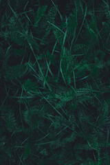 Noble yarrow and grass