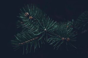 Dark fir tree branches