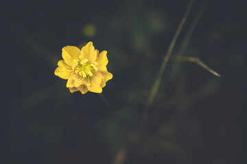 Little yellow meadow flower