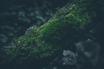 Lush green moss on a fallen tree
