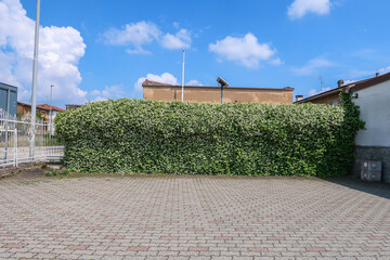 Jasmine plant flower flowering white petsli detail close up nature