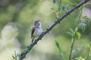 Garden warbler Sylvia borin male perched and singing in spring