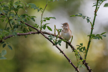 Garden warbler Sylvia borin male perched and singing in spring