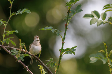 Garden warbler Sylvia borin male perched and singing in spring