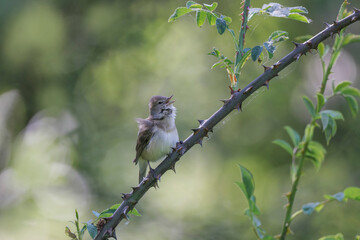 Garden warbler Sylvia borin male perched and singing in spring