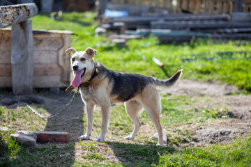 Naklejka na ściany i meble A cheerful big dog with a chain tongue sticking out. dog on a chain that guards the house. A happy pet with its mouth open. Simple dog house in the background