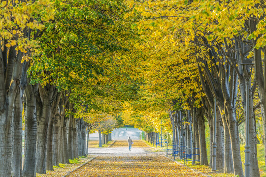 All&eacute;e arbor&eacute;e en automne