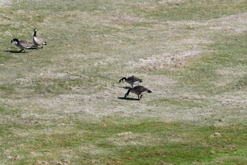 goose near a pond on a sunny summer day