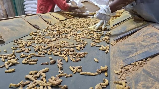 Operation is selecting contaminated foreign material while conveying dry turmeric ingredients before processing 